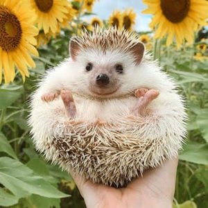 Meet your Posher, Emma